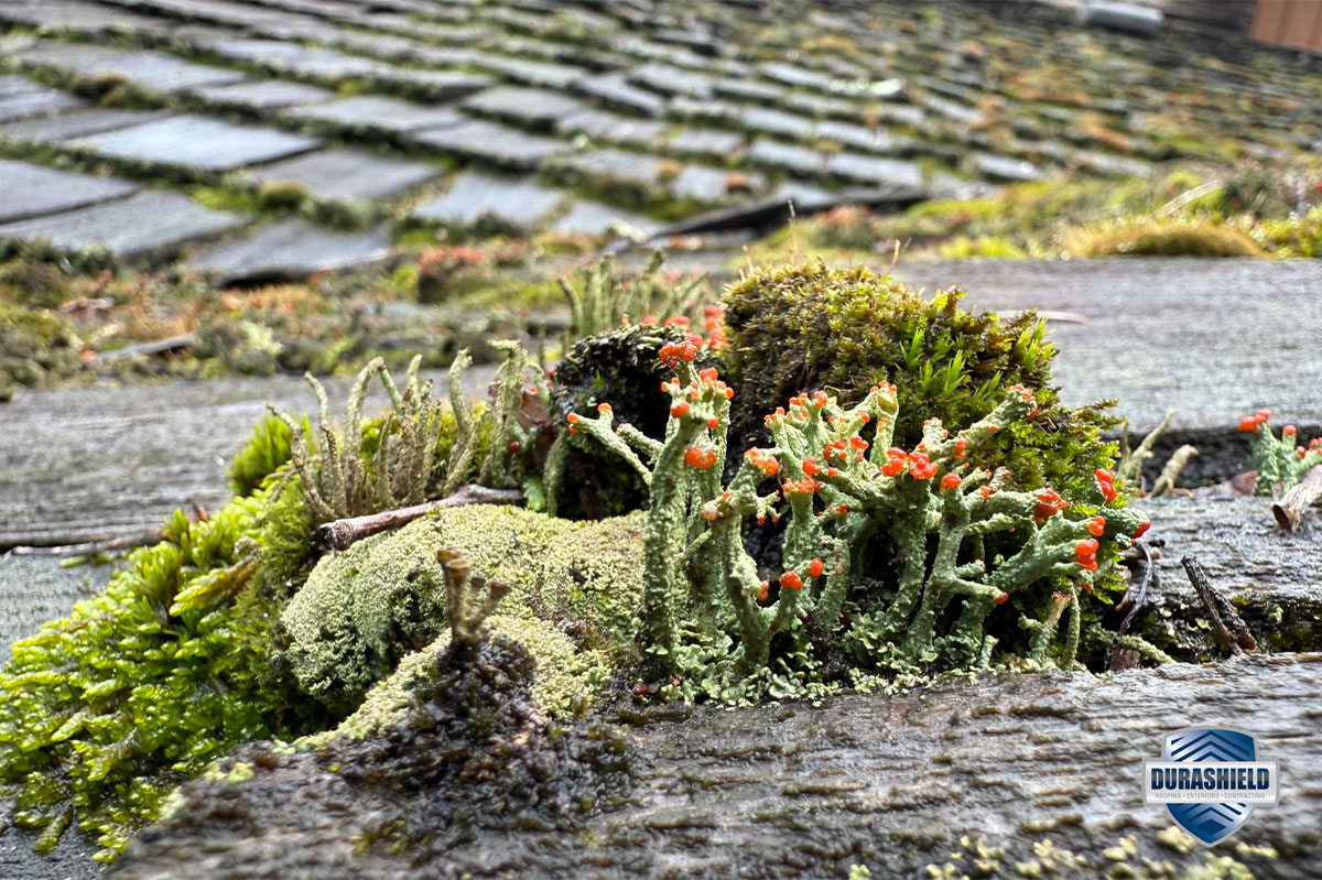 Why Homeowners Are Switching from Cedar Shakes to DaVinci Roofs